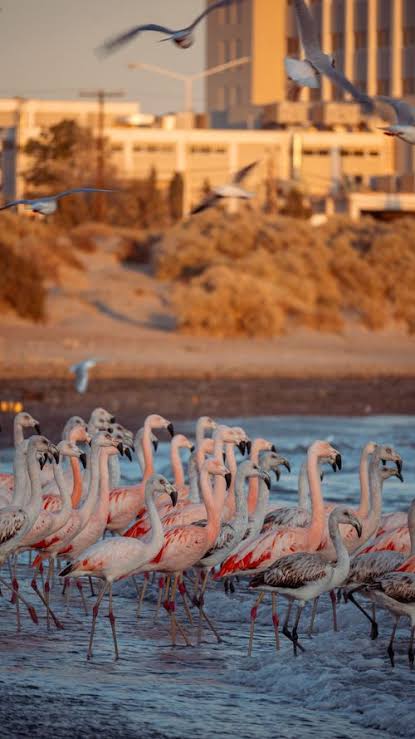Puerto Madryn Photos, Download The BEST Free Puerto Madryn Stock Photos & HD Images