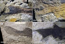 Gladbachus adentatus (middle devonian) coates et al., 2018 describe the results of his ct scans of gladbachus, an 80 cm, chondrichthyan without fin spines, noting: The Characters Of Palaeozoic Jawed Vertebrates Abstract Europe Pmc