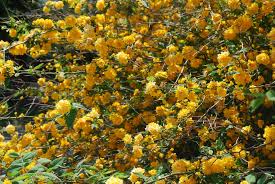 Image result for Kerria japonica