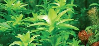 Image result for Limnophila fluviatilis