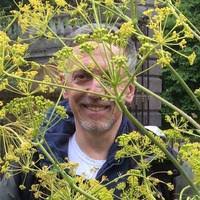 Image result for Sium repandum