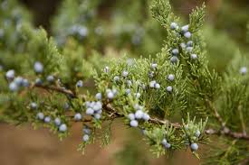 Browse our wide selection of beautiful accent trees, flowering shrubs, & perennials. 12 Species Of Juniper Trees And Shrubs