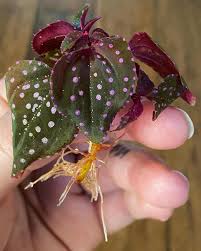 Image result for Nervilia petraea