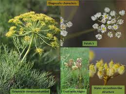 Image result for Apiaceae