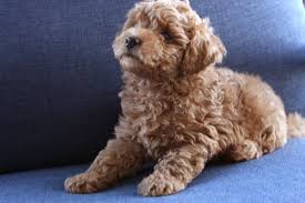 Pin On Teacup Goldendoodle Puppies