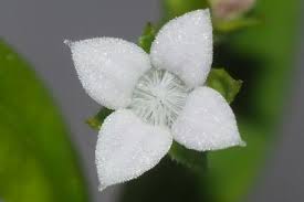 Image result for Oldenlandia goreensis