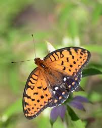 Image result for Pandiaka confusa