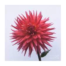 Wyn's king salmon dahlia tubers. Dahlia Wyn S King Salmon Photograph By Ann Jacobson