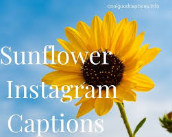 Advice from a sunflower, inspirational quotes, sunflower quotes, sunflower quote wall art, sunflower wall art, sunflower printable, digital $7.32 loading in stock. 79 Sunflower Instagram Captions Include Sunflower Field Quotes