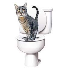 citikitty kedi klozet egitim seti urun kodu d97yt1372 hemen kargo 19 90 tl urunlerimizi whatsappdan siparis vermek icin 0530 265 72 instagram posts instagram