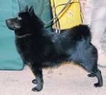 Schipperke Dog Breed Profile | Petfinder