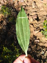 Image result for Flaveria bidentis