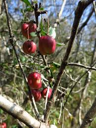 Image result for Putterlickia verrucosa