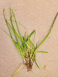 Image result for Enteropogon monostachyos