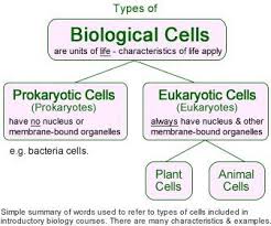 Pin On Allied Health Prerequisite Microbiology