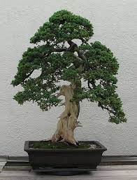 Informal Upright Juniper Bonsai Tree Bonsai Styles Juniper Bonsai
