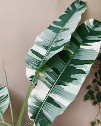 Pour Avoir Des Plantes D Interieur Magnifiques Et Pleines De Sante Trouvez Tout Ce Qu Il Vous En 2020 Plantes Bureau Plantes De Decor De Maison Plante Verte Interieur