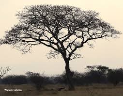 Image result for Burkea africana