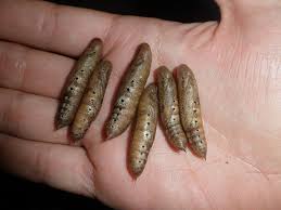 Image result for Hippotion celerio