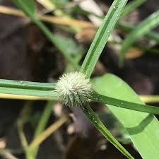 Image result for Kyllinga