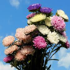 Sunflowers are a cheerful and easy sunflowers are beautiful flowers with bright yellow petals, evoking the sense of a perfect summer's start your sunflower patch with seeds or seedlings, planting in full sun with protection from strong. Aster Powderpuffs Mix Seeds The Seed Collection