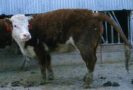 Plant Induced Reproductive Disease Abortion And Teratology In Livestock Veterinary Clinics Food Animal Practice
