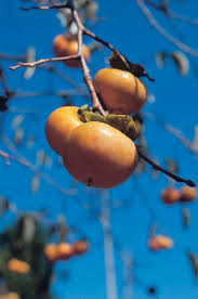 Parts of plant are poisonous if ingested. Persimmon Ingestion And Colic A Retrospective Study The Horse