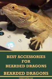 Best Accessories For Your Bearded Dragon In 2020 Bearded Dragon Bearded Dragon Tank Bearded Dragon Terrarium