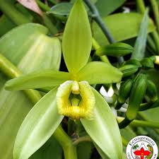 Image result for Vanilla crenulata