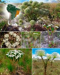 Image result for Eriocaulaceae