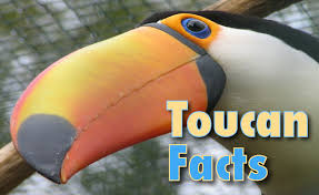 The family includes five genera and about forty different species. Toucan Facts And Information For Kids With Pictures Video