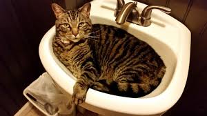funny cats and photo of cute kittens