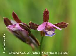 Image result for Eulophia hians