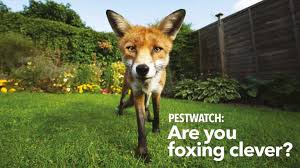 Maybe you would like to learn more about one of these? How To Get Rid Of Foxes In Your Garden Uk Expert Guide