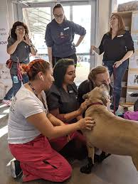 Complete an online adoption application. Happy Endings The Tucson Dog