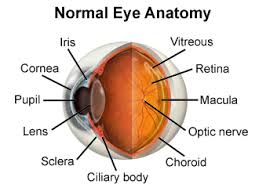 Image result for Cornea