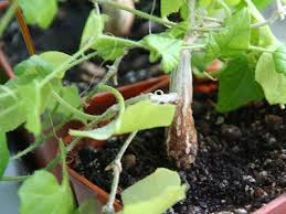 Image result for Zehneria scabra