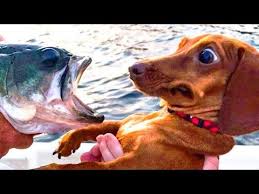 Funniest Animals Awesome Funny Animals Life Videos Cutest Animals Ever Youtube Animals Cute Animals Funny Dogs