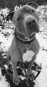 31 Sweet Baby Ideas Dogs Pets Animals