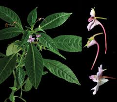 Image result for Balsaminaceae