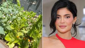 Kylie Jenner shares home garden revealing sweet potato, pomegranate plants  and more