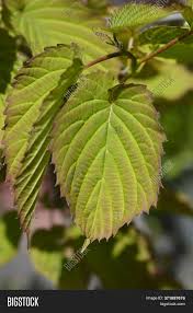 Find the perfect handkerchief tree stock photos and editorial news pictures from getty images. Handkerchief Tree Image Photo Free Trial Bigstock