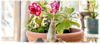 Image result for Adenium