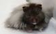 Baby Long Haired Syrian Hamster