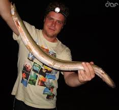 Das mit dem auf was aal am besten beißt, hängt auch von gewässer ab. Angeln Auf Aal