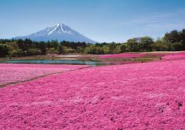 Top 24 Best Views Of Mt Fuji From Tokyo And Its Surroundings Matcha Japan Travel Web Magazine