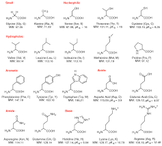 Amino Acid Chart Biology Forums Gallery