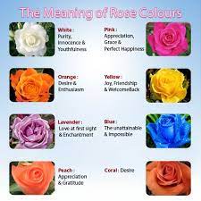 Check spelling or type a new query. Rose Flower Rose Flower Meaning Of The Colors