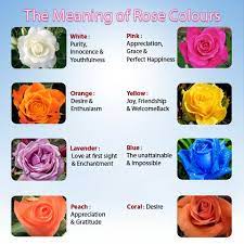 Check spelling or type a new query. Rose Flower Rose Flower Meaning Of The Colors