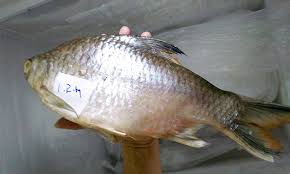 Hasilnya, blue showa keluar sebagai ikan koi paling mahal di acara lelang tersebut. Ikan Lampam No 4 Termahal Di Sarawak Umpan